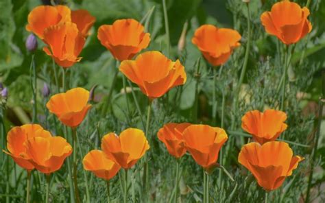 Coral Peach And Apricot Flowers Here Are 35 Ornate Orange Perennials To Grow This Year