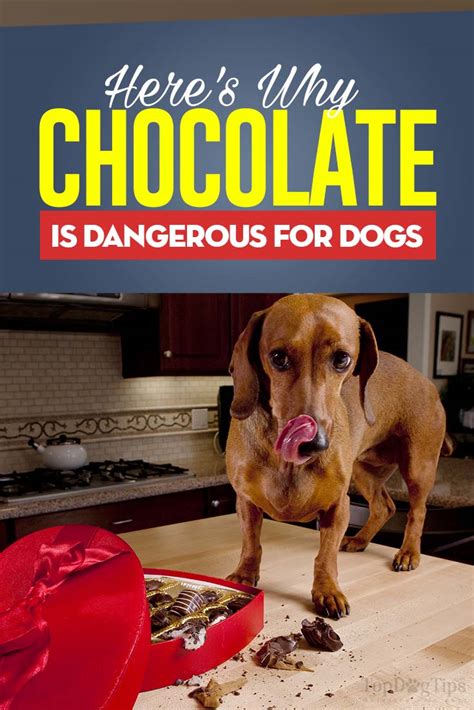 Can Dogs Eat Chocolate and Why Is Chocolate Bad for Dogs Exactly?