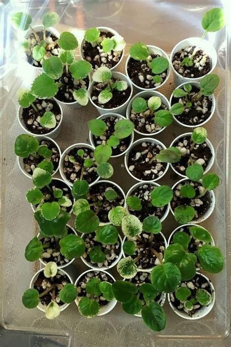 Indoor Gardening: Growing African Violets and Exotic Plants