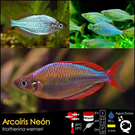 Arcoíris Neón De venta en Aquatic Shop Acuario Aquascaping Eaux