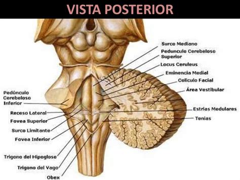 Tronco Encefalico Vista Anterior