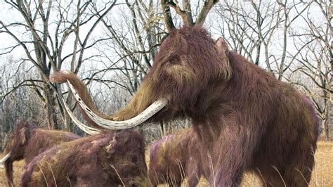 Last Woolly Mammoths Died Because Of Thirst | World News | Sky News