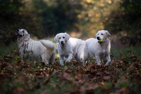 English Cream Golden Retriever Puppies | Snowy Pines