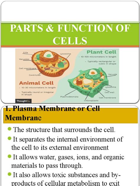 parts function  cells  cell biology endoplasmic reticulum