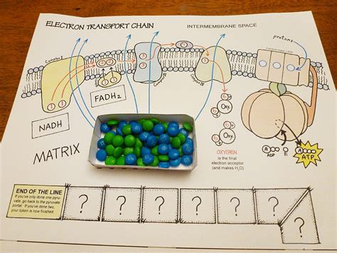 Cellular Respiration Board Game