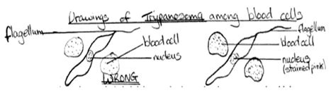 How To Do Scientific Drawings For Biological Courses Online Homework Help Schoolworkhelper