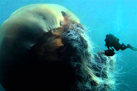 15 Facts About The Lions Mane Jellyfish Imagine