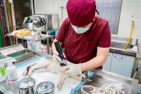 浪貓遭鐵絲纏繞險截肢 板橋動物之家貓舍等新家 生活 自由時報電子報