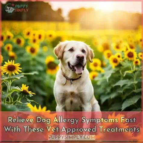 Relieve Dog Allergy Symptoms Fast with These Vet-Approved Treatments