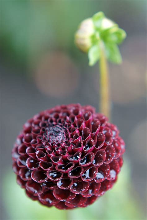 Dahlia Tisa Taken At Swansea Botanical Complex Wales U Flickr