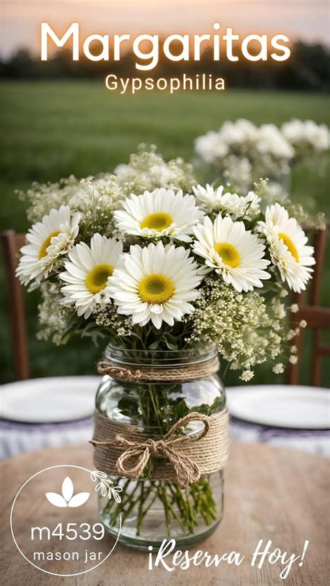 Preserve Legacy Jars Margaritas Blancas Y Gypsophilia Florerias