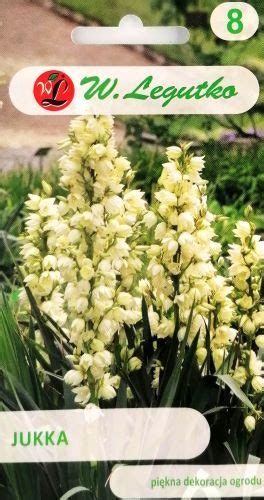 Yucca Filamentosa Seeds - Irish Plants Direct