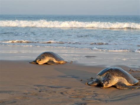 Olive Ridley Sea Turtle