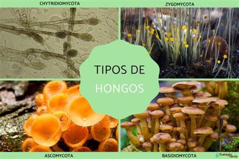 Hongos Concepto tipos características y ejemplos clave Aprende en Casa