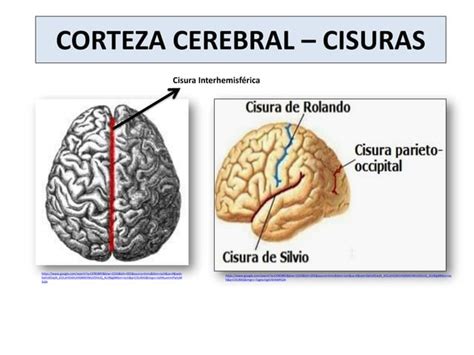 Corteza Cerebral Y M Dula Espinal Ppt