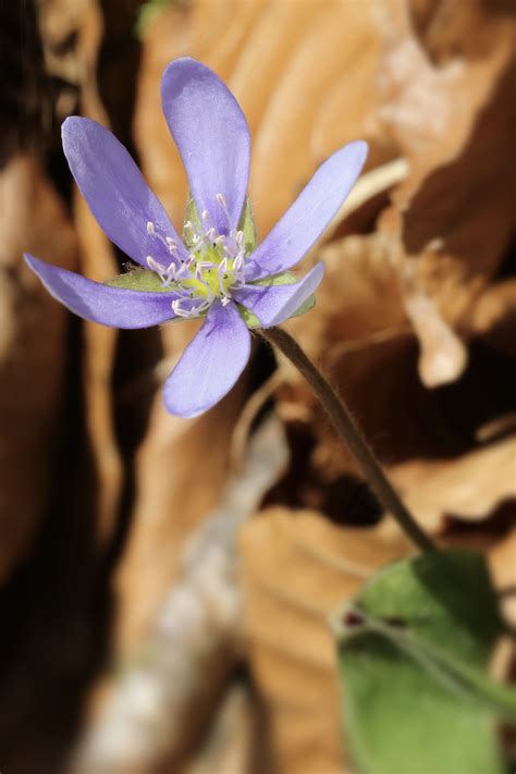 Hahnenfu Gew Chse Familie Ranunculaceae Natur In Deutschland