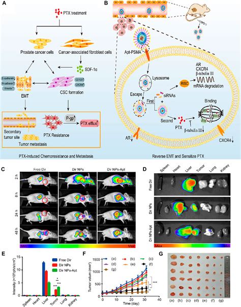 Frontiers Application Of Aptamer Functionalized Nanomaterials In