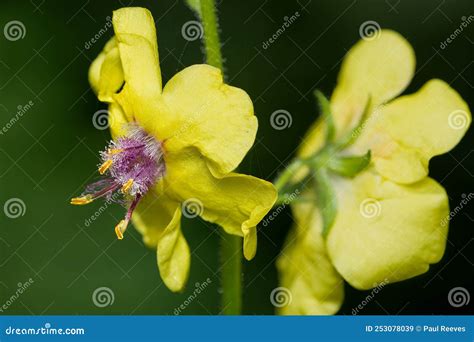 Moth Mullein Verbascum Blattaria Stock Image Image Of Flora