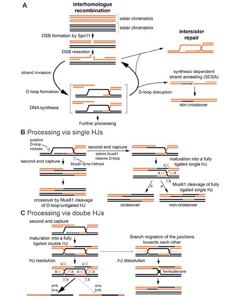 Schematics Of Meiotic Recombination Pathways A Homologous Chromosome