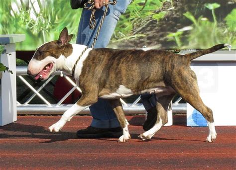 Brown English Bull Terrier