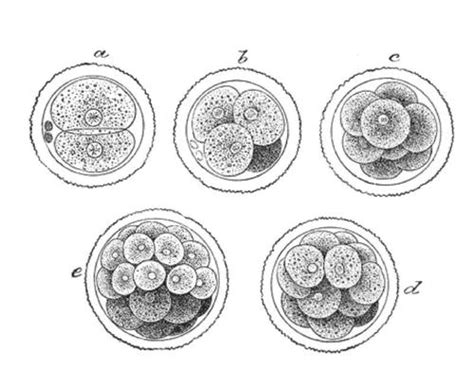 Cell Division Read Biology Ck 12 Foundation