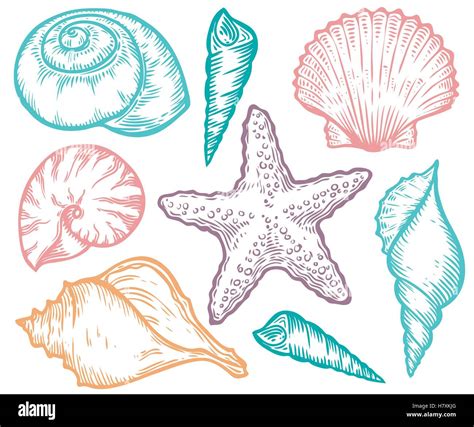 Seashell Sea Shell Starfish Nature Ocean Aquatic Underwater Vector