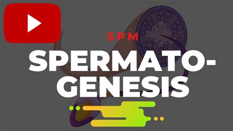 Spm Spermatogenesis Chapter 4 Reproduction Biology Quick Revision Youtube