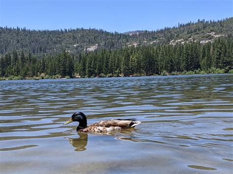 Hume Lake Sequoia Und Kings Canyon Nationalpark Aktuelle 2020