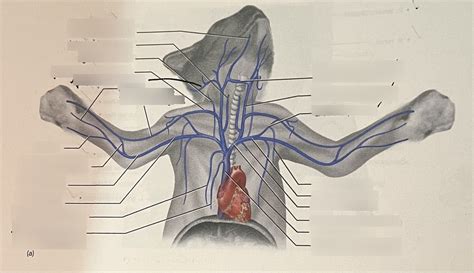 Cat Upper Veins Diagram Quizlet