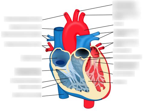 A Level Biology The Heart Topic 1 Diagram Quizlet