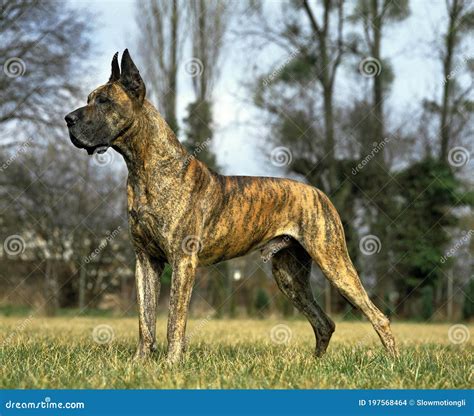 Great Dane Or German Mastiff Dog Male Old Standard With Cut Ears