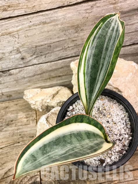 Sh Sansevieria Masoniana White Variegated