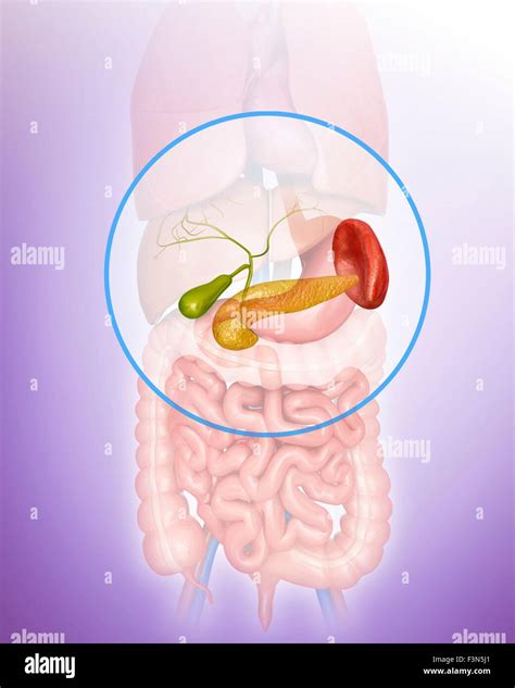 Pancreas Gall Bladder And Spleen Stock Photo Alamy