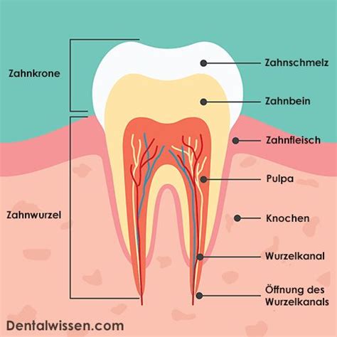 aufbau eines zahn Zähne Anatomie lernen Zahnmedizin