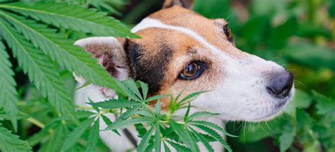 Cual Es El Mejor Aceite De Cbd Para Perros Con Cancer