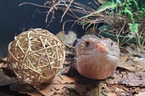 How To Provide Enrichment For Lizards Reptifiles