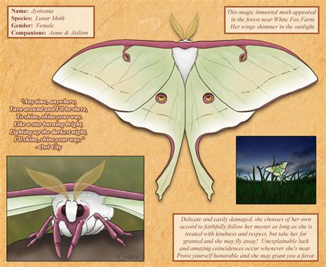 Jyotsana The Lunar Moth Reference By Daggerstale On Deviantart