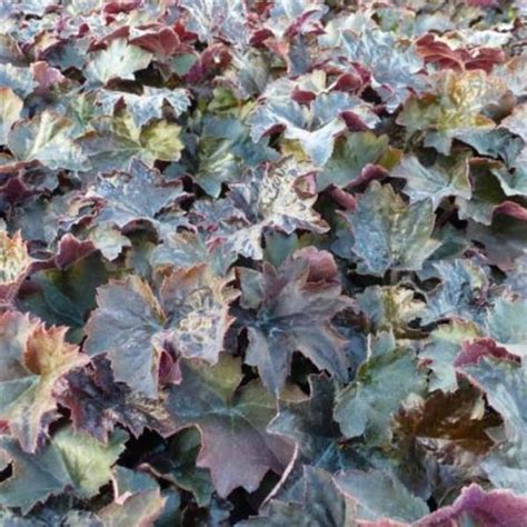 Purperklokje Heuchera Micrantha Palace Purple Vaste Planten