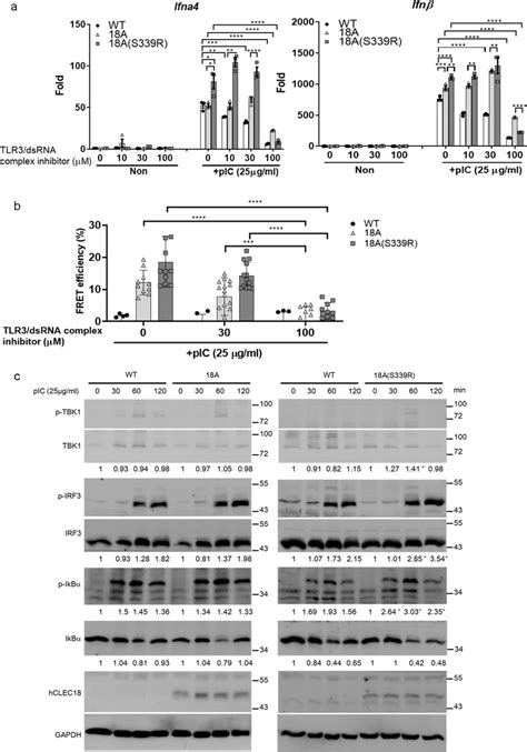 Clec A And Clec A S R Enhance Tlr Mediated Signaling And Ifn