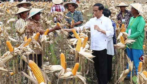 Foto Presiden Jokowi Panen Jagung Di Tuban Foto Liputan