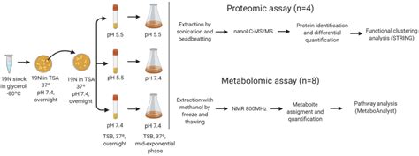 Frontiers Skin To Blood Ph Shift Triggers Metabolome And Off