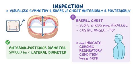 Assessment Of Thorax And Lungs Osmosis Video Library