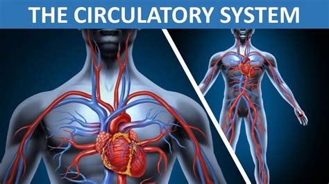 The Circulatory System Heart Blood Blood Vessels Science Video