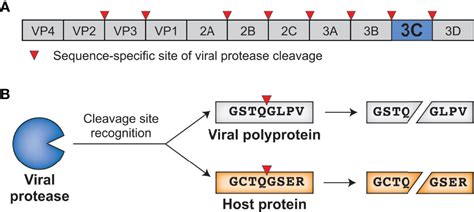 Frontiers Running With Scissors Evolutionary Conflicts Between Viral