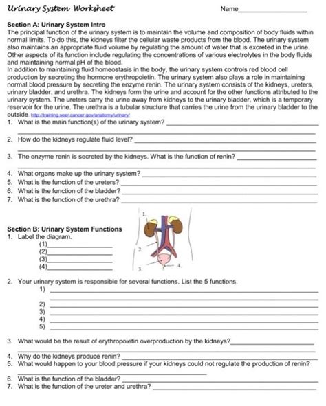 Solved Urinary System Worksheet Name Section A Urinary Chegg