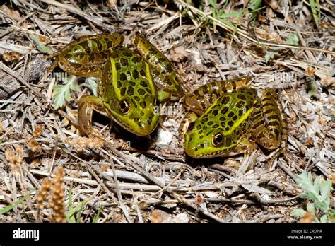 Chiricahua Leopard Frog Rana Chiricahuensis Near Pena Blanca Lake