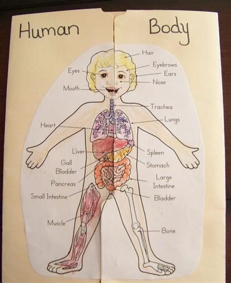 Human Body Lapbook Human Body Unit Study Human Body Unit Human Body