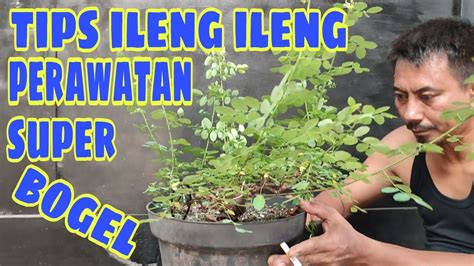 Program Bahan Bonsai Ileng Ileng Super Bogel Oktober Bahan The