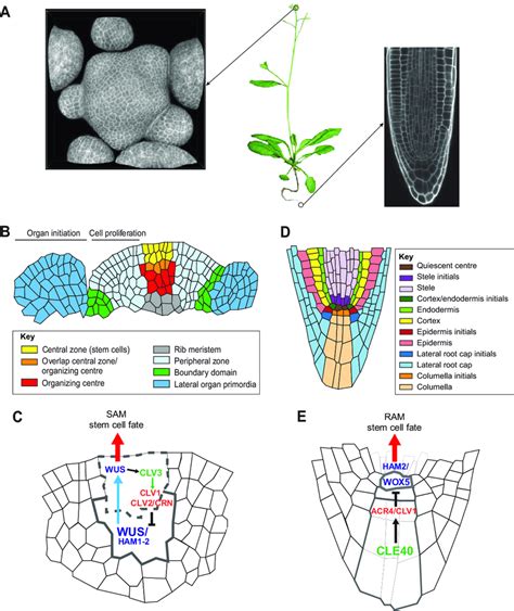 Apical Meristem Tissue Diagram