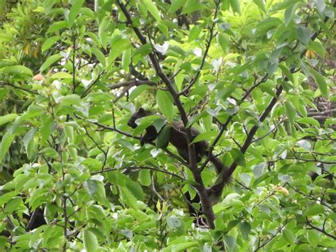 Pallas Squirrel from 日本神奈川県横浜市西区 on May 20 2023 by ryotaro suzuki